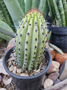 Rooted Organ Pipe Cactus