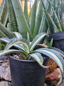 Variegated Agave