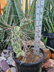 Tephrocactus aorocanthus ssp. paediophilus