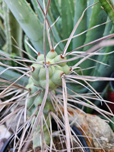 Tephrocactus aorocanthus ssp. paediophilus