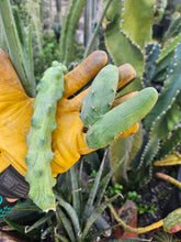 Load image into Gallery viewer, The Perfect Pair - &quot;Penis&quot; &amp; &quot;Boobie&quot; Cactus
