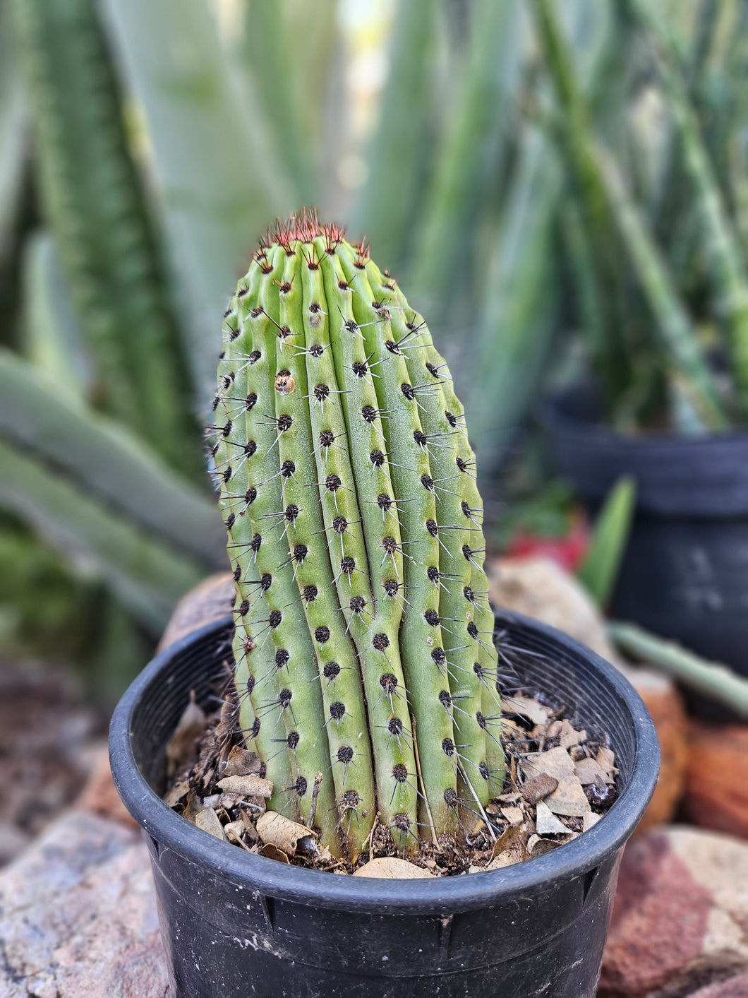 Rooted Organ Pipe Cactus