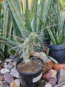 Tephrocactus aorocanthus ssp. paediophilus