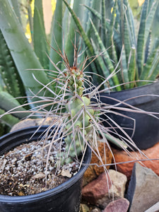 Tephrocactus aorocanthus ssp. paediophilus