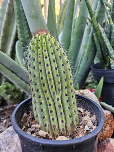 Rooted Organ Pipe Cactus