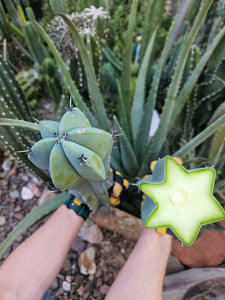 Myrtillocactus Geometrizans Tip & Mid Cut Combo