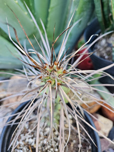 Tephrocactus aorocanthus ssp. paediophilus