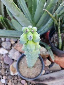 Boobie Cactus - Mrytillocacatus Geometrizans var. Fukurokuyuzinboku