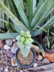 Boobie Cactus - Mrytillocacatus Geometrizans var. Fukurokuyuzinboku