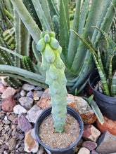 Load image into Gallery viewer, Boobie Cactus - Mrytillocacatus Geometrizans var. Fukurokuyuzinboku
