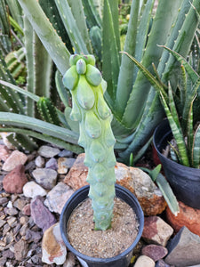 Boobie Cactus - Mrytillocacatus Geometrizans var. Fukurokuyuzinboku