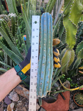 Load image into Gallery viewer, Succulent Source Blue Peru
