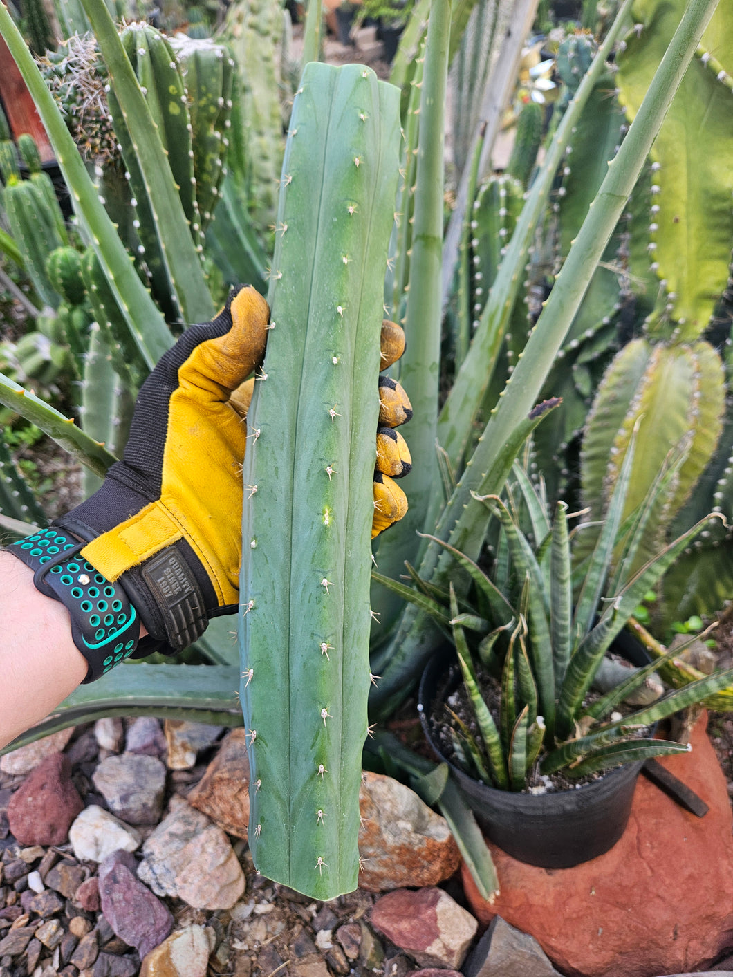 Peruvianus Mid Cut - PDN Peru