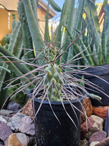 Tephrocactus aorocanthus ssp. paediophilus