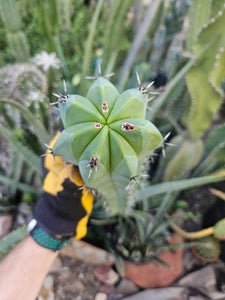 Myrtillocactus Cutting