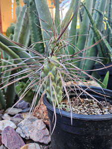 Tephrocactus aorocanthus ssp. paediophilus