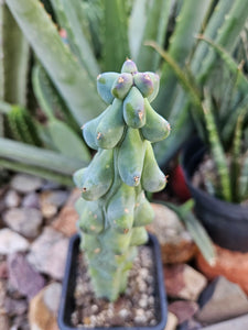 Boobie Cactus - Mrytillocacatus Geometrizans var. Fukurokuyuzinboku