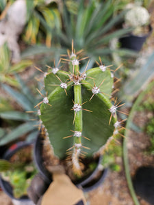 Rooted Cereus Peruvianus Cactus