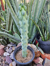 Load image into Gallery viewer, Boobie Cactus - Mrytillocacatus Geometrizans var. Fukurokuyuzinboku
