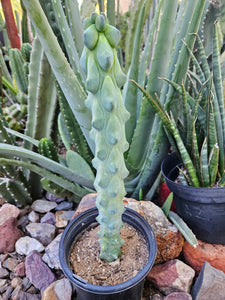 Boobie Cactus - Mrytillocacatus Geometrizans var. Fukurokuyuzinboku