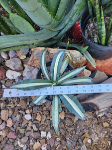 Variegated Agave