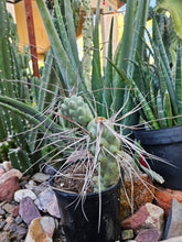 Load image into Gallery viewer, Tephrocactus aorocanthus ssp. paediophilus
