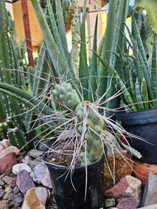 Tephrocactus aorocanthus ssp. paediophilus