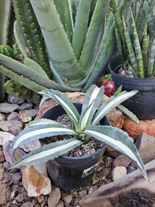 Variegated Agave