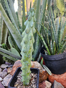 Boobie Cactus - Mrytillocacatus Geometrizans var. Fukurokuyuzinboku