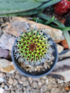 Rooted Organ Pipe Cactus