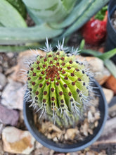 Load image into Gallery viewer, Rooted Organ Pipe Cactus
