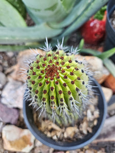 Rooted Organ Pipe Cactus