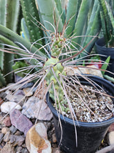 Load image into Gallery viewer, Tephrocactus aorocanthus ssp. paediophilus
