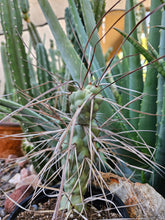 Load image into Gallery viewer, Tephrocactus aorocanthus ssp. paediophilus
