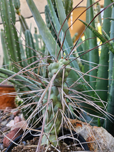 Tephrocactus aorocanthus ssp. paediophilus