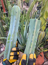 Load image into Gallery viewer, Myrtillocactus Geometrizans Tip &amp; Mid Cut Combo
