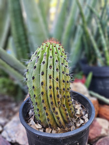 Rooted Organ Pipe Cactus