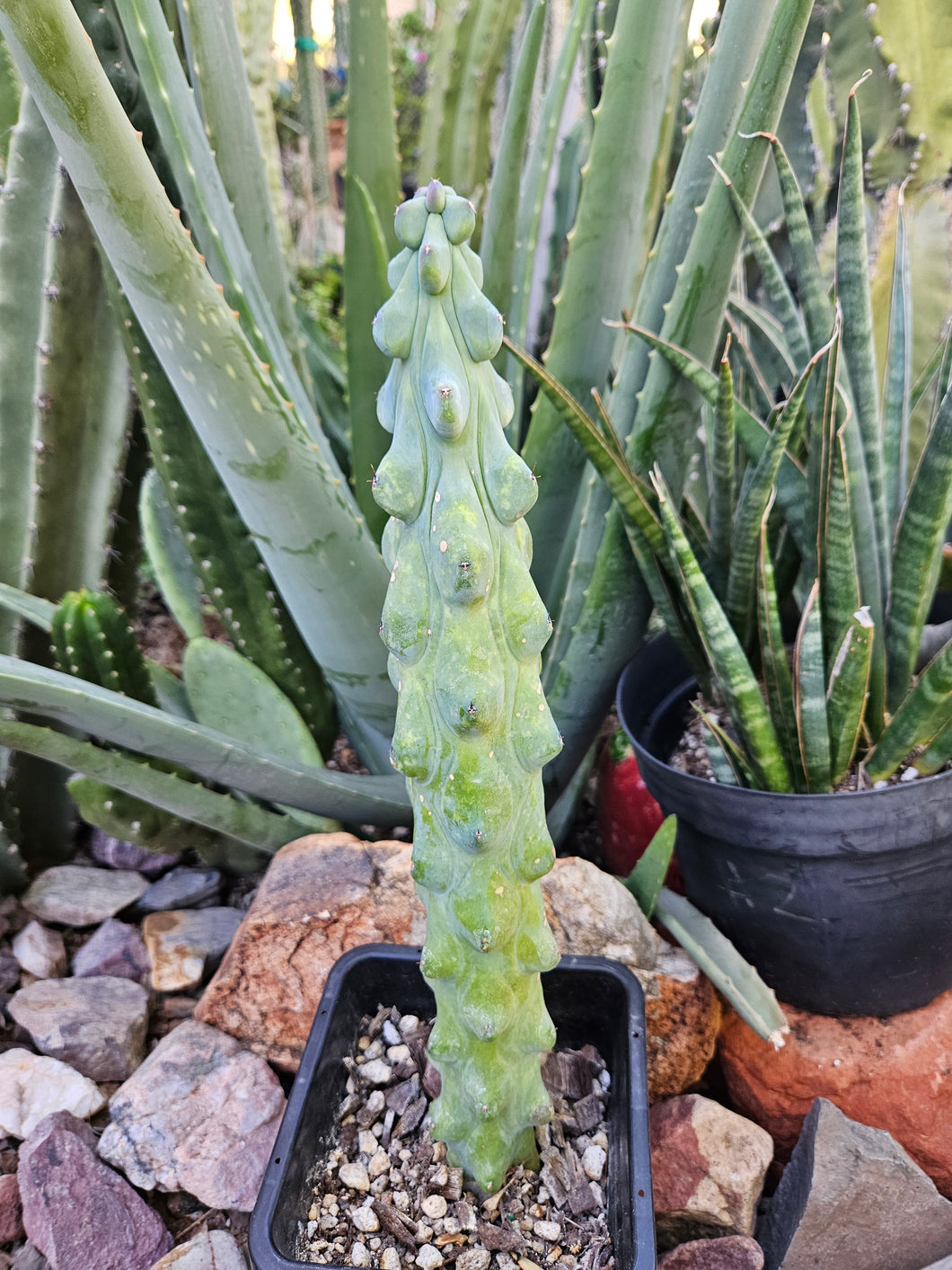 Boobie Cactus - Mrytillocacatus Geometrizans var. Fukurokuyuzinboku