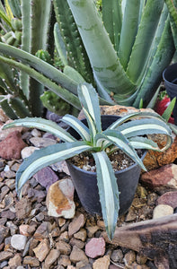 Variegated Agave