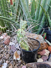 Load image into Gallery viewer, Tephrocactus aorocanthus ssp. paediophilus
