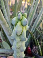 Load image into Gallery viewer, Boobie Cactus - Mrytillocacatus Geometrizans var. Fukurokuyuzinboku
