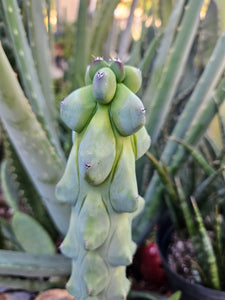 Boobie Cactus - Mrytillocacatus Geometrizans var. Fukurokuyuzinboku