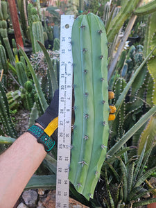 Myrtillocactus Cutting