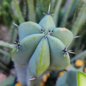 Myrtillocactus Geometrizans Tip & Mid Cut Combo