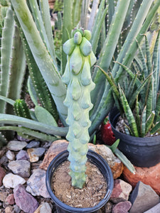 Boobie Cactus - Mrytillocacatus Geometrizans var. Fukurokuyuzinboku