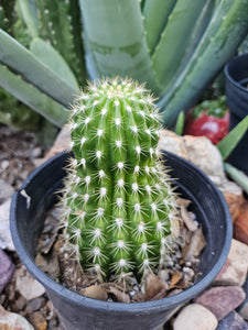 Tricocereus Grandiflorus - Amazing Grafting Stock!