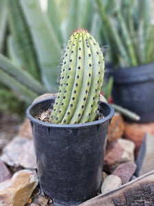 Rooted Organ Pipe Cactus