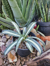 Load image into Gallery viewer, Variegated Agave
