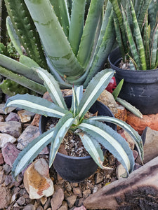 Variegated Agave