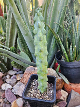 Load image into Gallery viewer, Boobie Cactus - Mrytillocacatus Geometrizans var. Fukurokuyuzinboku
